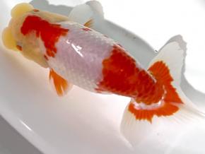 ■将軍らんちゅう当歳13cm前後オス【特選極上種】訳あり