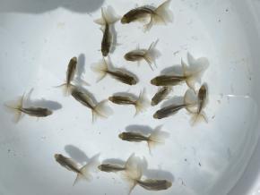 ■東京土佐錦 黒仔2.5㎝前後15尾【会用】丸鉢優良魚 品川忠洋