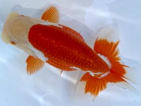 ■将軍らんちゅう当歳13cm前後オス【会用】