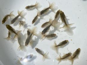 ■東京土佐錦 黒仔2.5㎝前後20尾【会用】丸鉢優良魚 品川忠洋