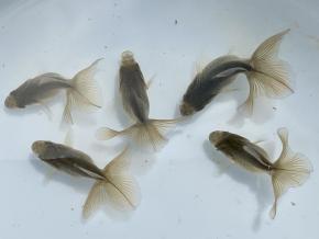 ■東京土佐錦 黒仔3.5㎝前後5尾【会用】丸鉢優良魚 品川忠洋 現物