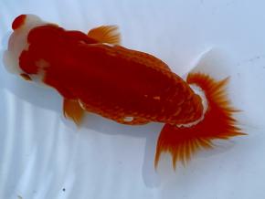 ■将軍らんちゅう当歳13cm前後メス【会用】