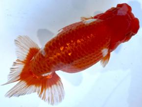 ■浜ラン鈴木順治 厳選当歳14cｍ前後メス【会用】