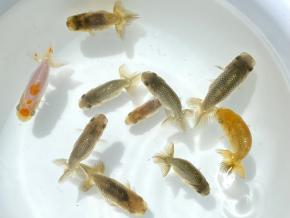 金魚一道】金魚・らんちゅう販売店・通販