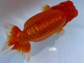 ■浜ラン鈴木順治 厳選当歳14cｍ前後オス【会用】