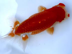 ■将軍らんちゅう当歳14cm前後メス【会用】ヘッドライト柄