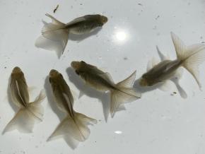 ■東京土佐錦 黒仔4.0㎝前後5尾【会用】丸鉢魚 品川忠洋 現物