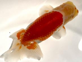 ■岡山系当歳13cm前後オス【会用研究会 極上種】