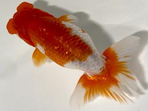 愛媛/竹内誠司 当歳14cm前後メス【特選魚】