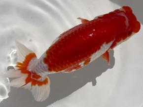 磐田/高橋明麿2歳16ｃｍ前後オス