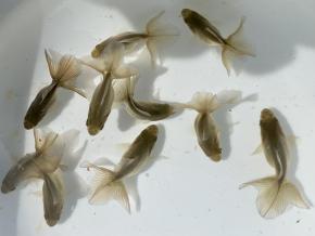 ■東京土佐錦 黒仔4.0㎝前後10尾【会用】丸鉢魚 品川忠洋 現物