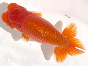 磐田/高橋明麿2歳16ｃｍ前後オス