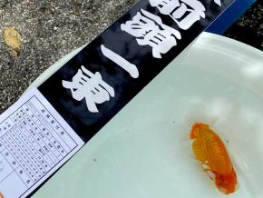 当歳13cm前後メス【10/13相模らんちう会 前頭一東】