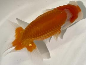 ■岡山系当歳13cm前後メス【会用研究会 極上種】