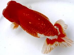 ■浜ラン鈴木順治 厳選当歳13.5cｍ前後メス【会用】店長オススメ！