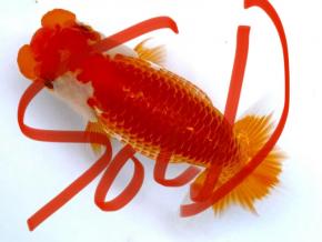 ■将軍らんちゅう当歳13cm前後メス【会用】綺麗な腹鹿の子