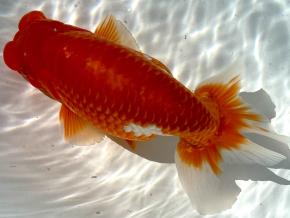 ■将軍らんちゅう当歳16cm前後メス【会用】