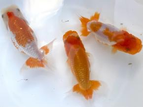 ■遠州らんちゅう会長/鈴木順治 当歳11cｍ前後3尾【極美更紗極上】