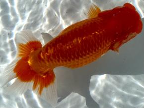 ■将軍らんちゅう当歳16cm前後メス【会用】