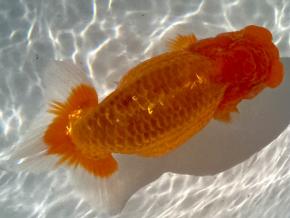 ■将軍らんちゅう当歳14cm前後メス【会用】