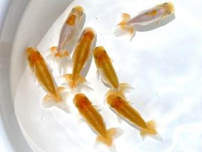 東京らんちゅう会長魚/当歳6.0cm前後7尾 【別格】 