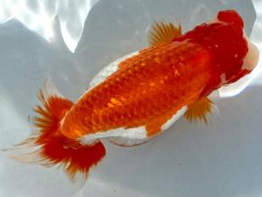 ■豊橋/米澤二郎当歳15ｃｍ前後 厳選メス【会用】