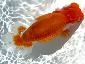 ■豊橋/米澤二郎当歳15ｃｍ前後 厳選メス【会用】