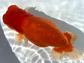 ■将軍らんちゅう当歳15cm前後メス【会用】