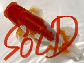 ■将軍らんちゅう当歳13cm前後オス【特選魚】極上