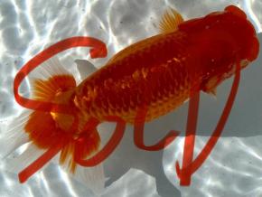 ■将軍らんちゅう当歳16cm前後メス【会用】