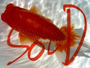 ■将軍らんちゅう当歳16cm前後メス【会用】