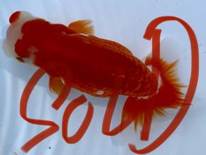 ■将軍らんちゅう当歳13cm前後メス【会用】