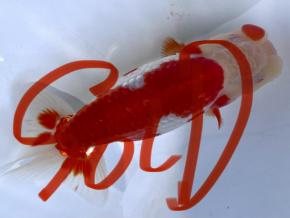 ■将軍らんちゅう当歳13cm前後オス【会用】