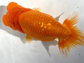 愛媛/竹内誠司 当歳15cm前後メス【特選魚】