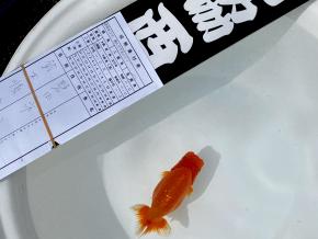 当歳14cm前後メス【10/13相模らんちう会 取締ニ 鈴木順治】