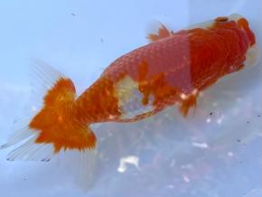 ■将軍らんちゅう当歳1３cm前後メス【会用】