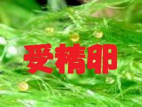金魚一道プレミアム受精卵販売【先行予約】ブリーダー直送