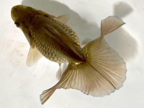 ■東京土佐錦 当歳9.0㎝前後オス【別格】丸鉢優良魚 品川忠洋