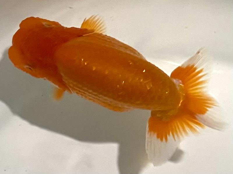 山本金物 山本金物-工具激安販売 職人市場