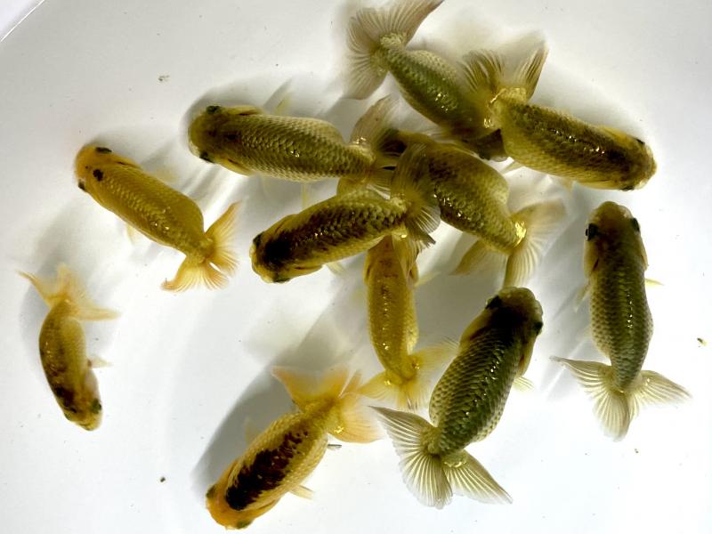◆スパンコール金魚の兵児帯①　グリーン hidden_image155f783b07aIMG_598