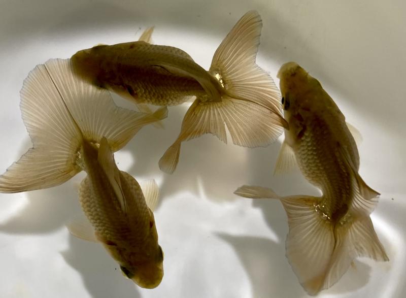 土佐錦魚の美 土佐錦魚（トサキン）の美 - メルカリ