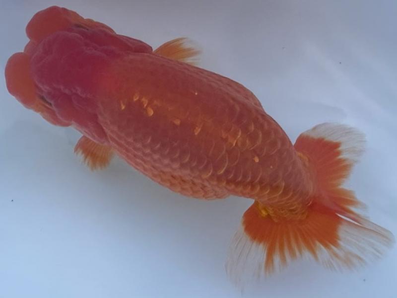 ■961639　浜松/鈴木和男当歳13cm前後オス【極上種】 埼玉⁄森相優 当歳13cm前後オス会用 25959