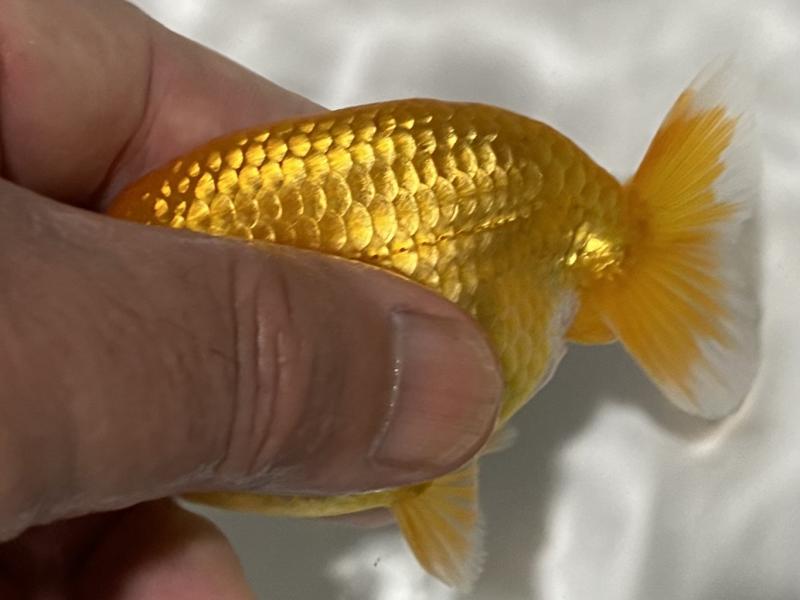 金色の大きい魚 小木管新 hidden_image35db8d8172cIMG_915