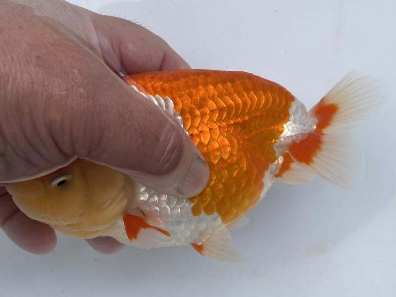 リセ 一之江 金魚 KR リセ 一之江 金魚 KR