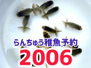 らんちゅう稚魚販売2026年