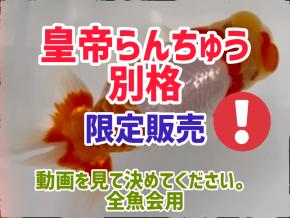 皇帝らんちう極太当歳15cm前後オス【別格】極上厳選会用