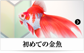 初めての金魚