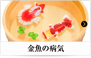 金魚の病気