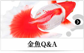 金魚Q&A