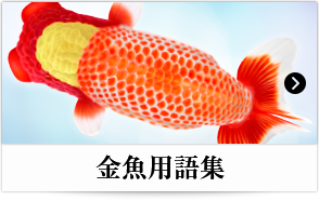 金魚用語集